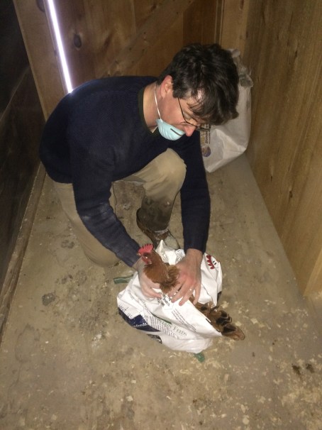 A hen being immersed in diatomaceous earth