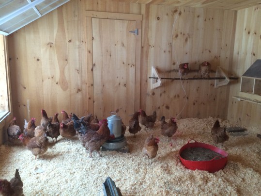 The coop, post clean-up.