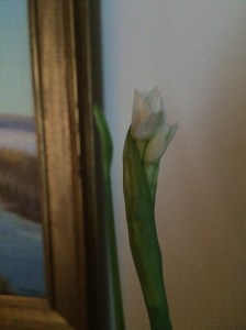 First bloom of the season