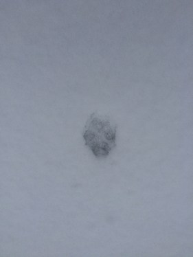 Coyote (Canis Latrans)