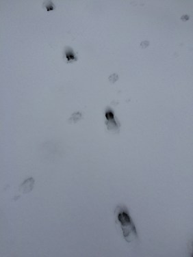 A pair of crossed tracks - deer and coyote