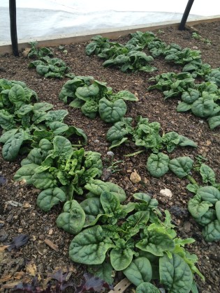 A welcome bit of green amidst the snow and ice