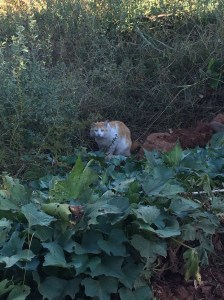 Taking shady refuge from the hot sun